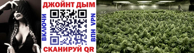 Бошки Шишки планчик  Стародуб 